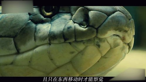 动物趣闻：眼镜王蛇的秘密，它是如何蜕皮的