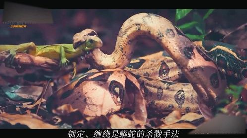 动物趣闻：它是人类喜欢的宠物蛇，但在野外却凶残至极