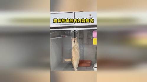 猫咪展示妖娆版擦玻璃