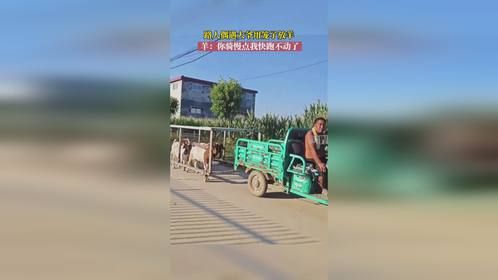 路人偶遇大爷用笼子放羊