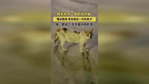 看这肌肉 肯定是这一片的老大