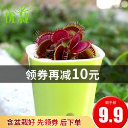 捕蝇草食人花捕虫扑蝇草室内猪笼草吃人花超大食虫植物驱蚊草盆栽