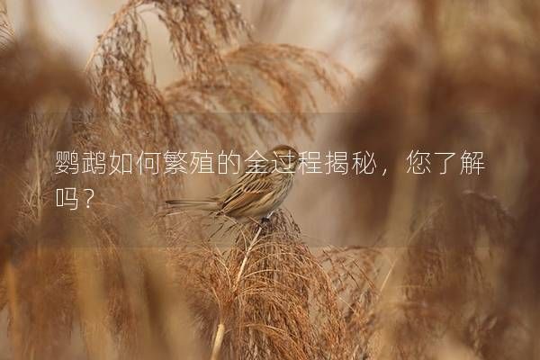 鹦鹉如何繁殖的全过程揭秘，您了解吗？