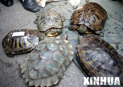 科技时代_南京举办宠物龟相亲会 百只乌龟找对象(图)