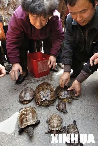 南京举办宠物龟相亲会百只乌龟找对象(图)