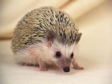 刺猬
