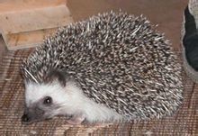 索马里刺猬