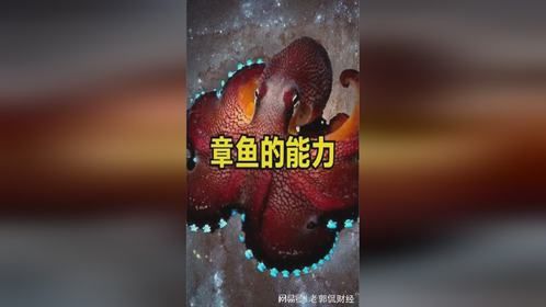 章鱼属于外星生物吗？它有哪些神奇能力？看完不敢吃章鱼小丸子了