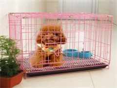北京宠物狗狗训练训狗不打骂-欢迎来电