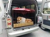 门头沟宠物狗托运 专业宠物托运 上门接宠物 安全便捷