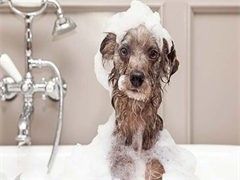 北京上门训犬一般多少钱-服务热线