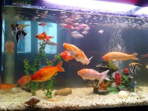 打造宠物水族馆:简单步骤,让鱼缸焕发新生!