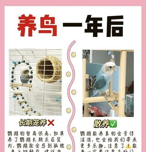 如何防止鹦鹉欺负小仓鼠？