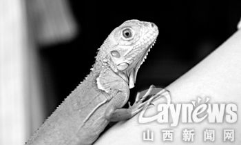养“另类宠物”可得悠着点(图)