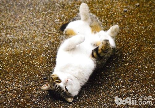 如何培养你的猫咪独特之处插图