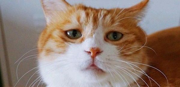 猫咪高冷不听话，怎么训练猫咪的性格，让猫咪听话？