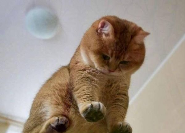 猫咪高冷不听话，怎么训练猫咪的性格，让猫咪听话？