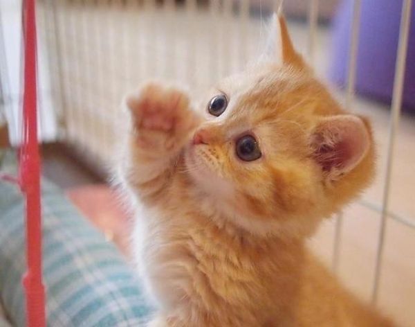 猫咪高冷不听话，怎么训练猫咪的性格，让猫咪听话？