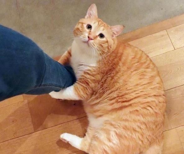 猫咪高冷不听话，怎么训练猫咪的性格，让猫咪听话？
