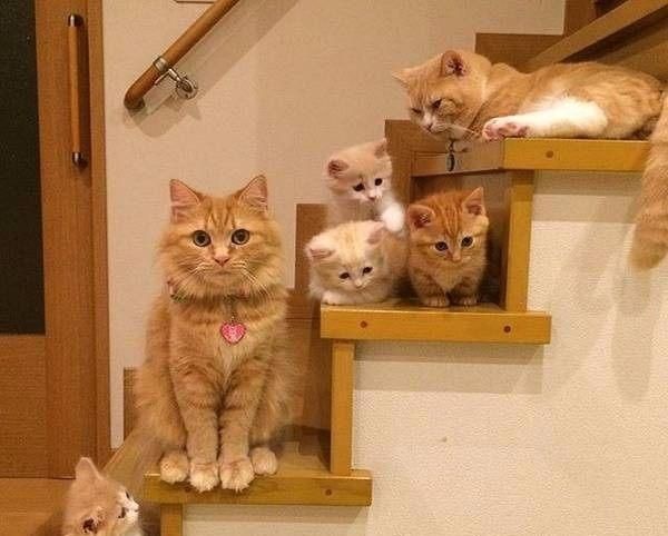猫咪高冷不听话，怎么训练猫咪的性格，让猫咪听话？