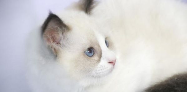 性格好，黏人的猫咪是怎么养成的这些可以帮到你