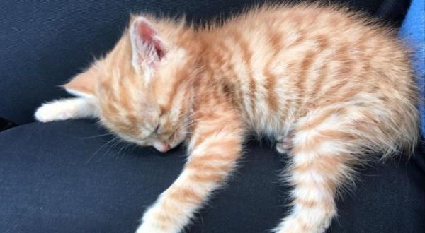 性格好，黏人的猫咪是怎么养成的这些可以帮到你