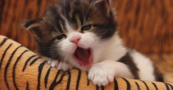 性格好，黏人的猫咪是怎么养成的这些可以帮到你