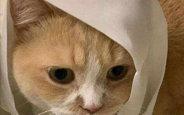 怎样培养猫温顺的性格，怎样把小猫的性格养好