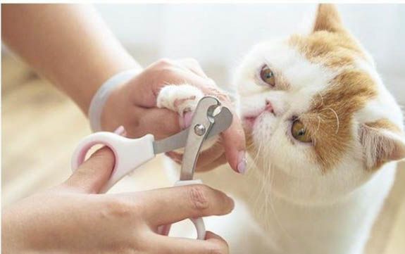 怎样培养猫温顺的性格，怎样把小猫的性格养好