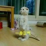 见一个爱一个