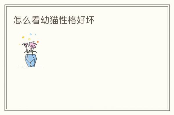 怎么看幼猫性格好坏