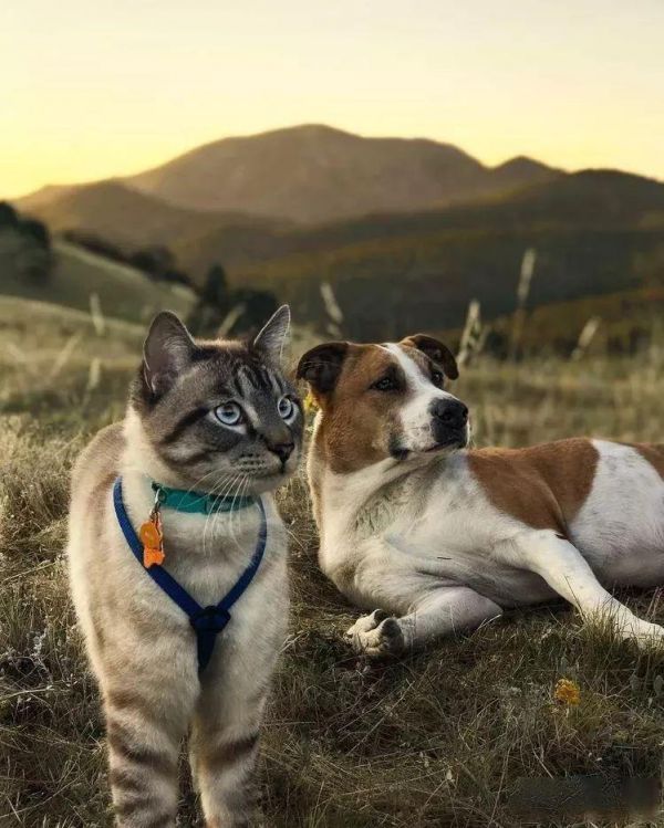 从独立到依赖:探究猫咪性格多样性及其影响因素