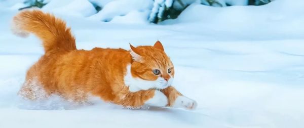 从独立到依赖:探究猫咪性格多样性及其影响因素