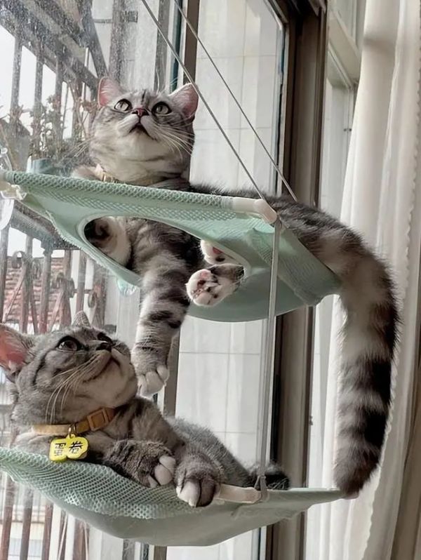 从独立到依赖:探究猫咪性格多样性及其影响因素
