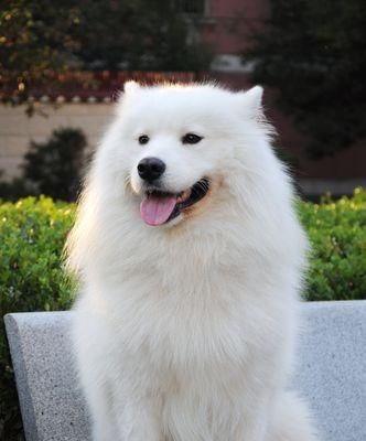 萨摩耶犬（探索萨摩耶犬性格与训练特点，解答是否适合家养的问题）