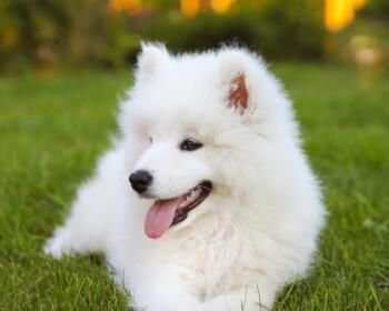 萨摩耶犬（探索萨摩耶犬性格与训练特点，解答是否适合家养的问题）