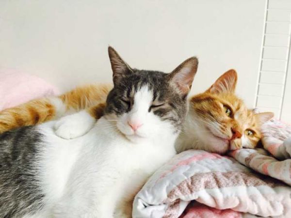 如何让猫咪更“粘人”?这5个方法简单又实用