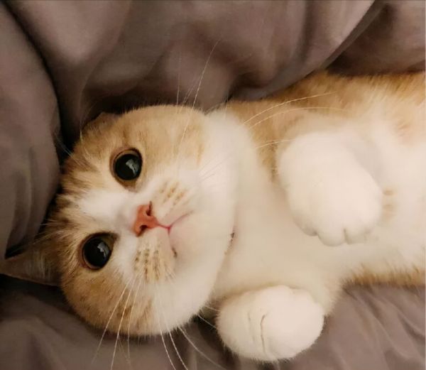 如何让猫咪更“粘人”?这5个方法简单又实用