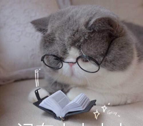 养宠小知识猫咪性格也可以后天培养，这几个时期是关键