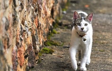 养宠小知识猫咪性格也可以后天培养，这几个时期是关键