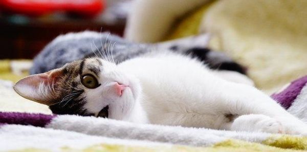 养宠小知识猫咪性格也可以后天培养，这几个时期是关键