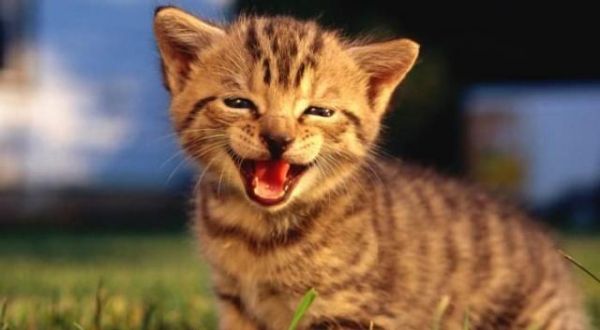 养宠小知识猫咪性格也可以后天培养，这几个时期是关键