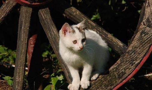 养宠小知识猫咪性格也可以后天培养，这几个时期是关键
