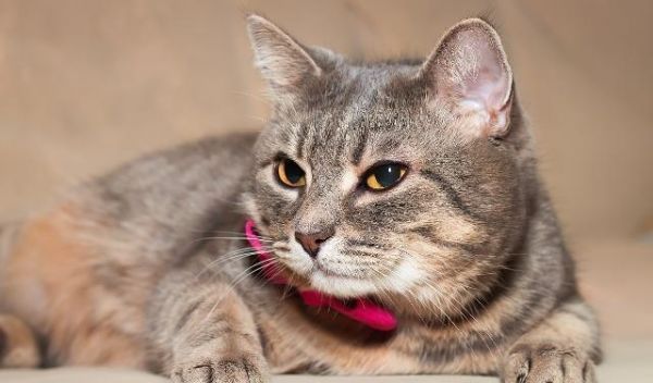 养宠小知识猫咪性格也可以后天培养，这几个时期是关键
