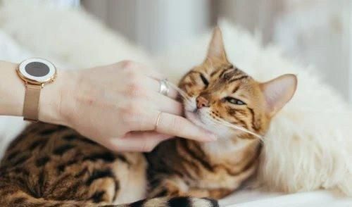 养宠小知识猫咪性格也可以后天培养，这几个时期是关键