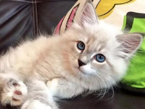 养宠小知识猫咪性格也可以后天培养，这几个时期是关键