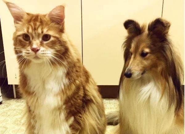 养宠小知识猫咪性格也可以后天培养，这几个时期是关键