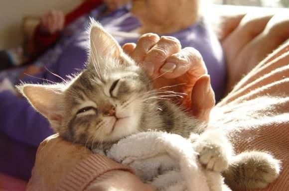 养宠小知识猫咪性格也可以后天培养，这几个时期是关键