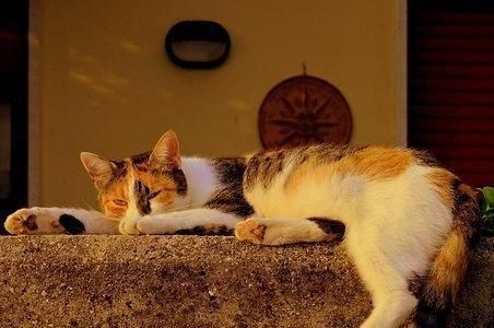养宠小知识猫咪性格也可以后天培养，这几个时期是关键