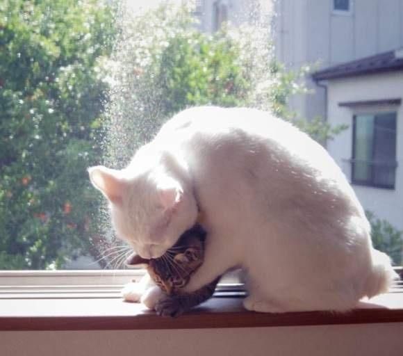 养宠小知识猫咪性格也可以后天培养，这几个时期是关键